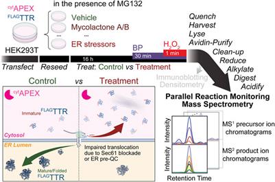 Quantitative measurement of transthyretin mistargeting by proximity labeling and parallel reaction monitoring